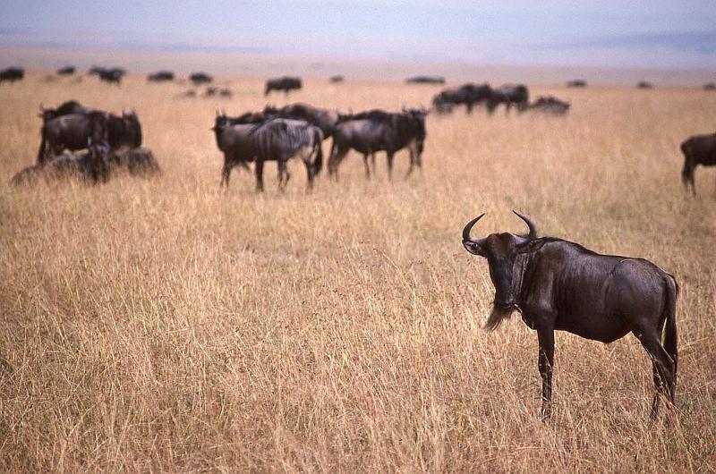 WT 1400 201-36 Kenya.jpg